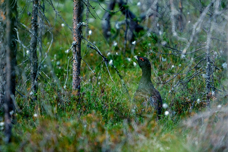 Davvi Metsä on ottanut käyttöön Metsä Group Plus -metsänhoitomallin