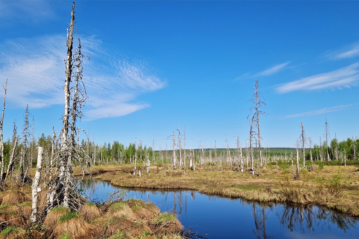Puolangalle tulee yli 40 hehtaarin luonnonsuojelualue – Davvi Metsä perustaa uuden Helmi-kohteen