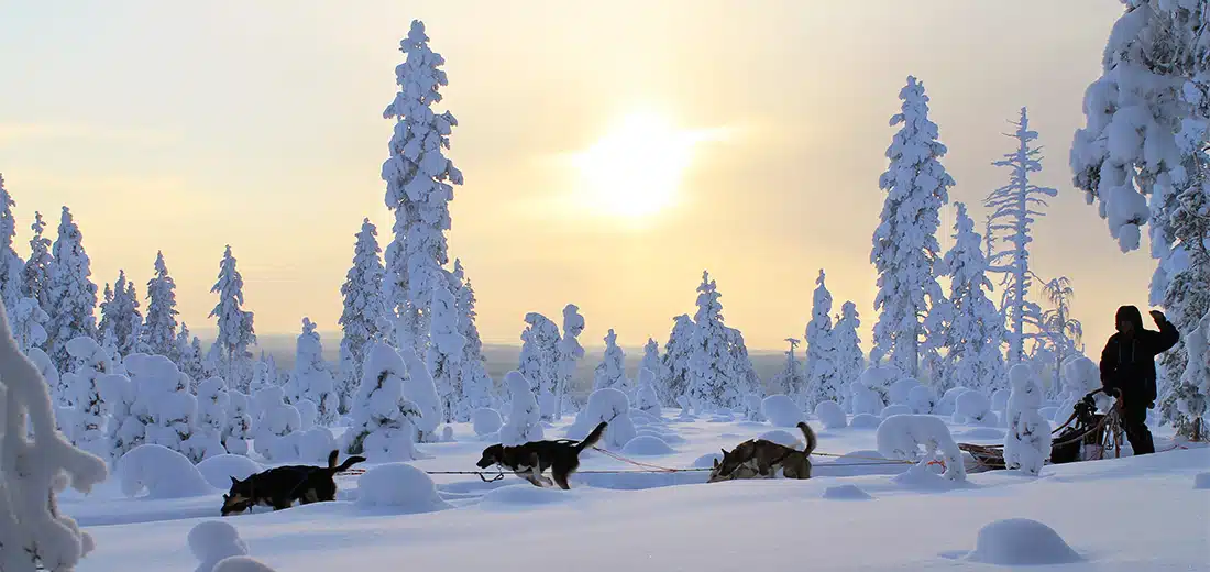 Koiranelämää omalla tontilla – Huskypoint Oy hankki tilaa luontomatkailun kehittämiselle