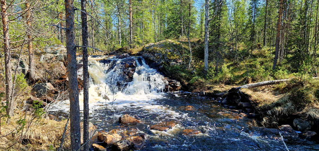 Almost 160 hectares of new nature conservation areas in Lapland – Includes an exceptionally large Helmi site