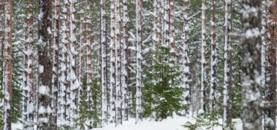 CapManin haastattelussa: Näin luomme metsästä uusia mahdollisuuksia